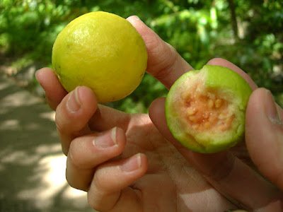 cultivation of guava tips to grow fast