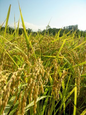 Rice cultivation: how it is done, plagues and diseases